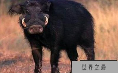 ​世界上最强壮的猪可以直接杀死一头非洲野牛