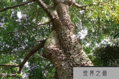 ​哪些植物有奇妙的特点？10种奇妙植物的功能