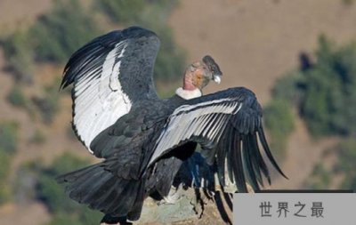 ​世界上最大的飞禽排名 美国国鸟上榜