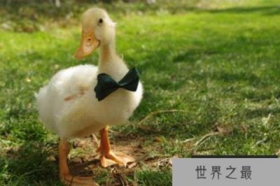 ​世界上寿命最长的鹅，活了49岁零8个月