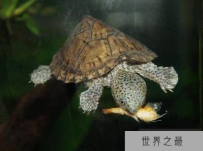 ​世界上最凶猛的乌龟，剃刀龟饿急了会咬人