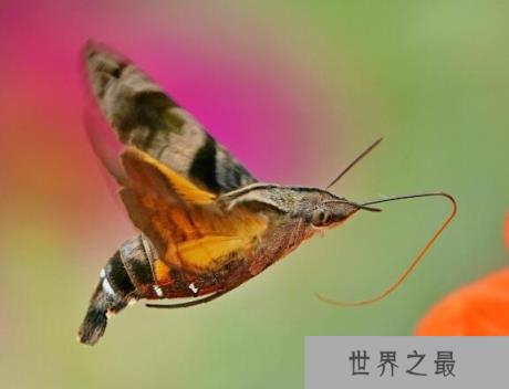 飞蛾界中的四不像，蜂鸟鹰蛾(像鸟、像蝶、还像蜜蜂)
