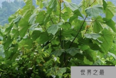 ​世界上生长最快的树 一年能长5-6米(轻木生长速度快)