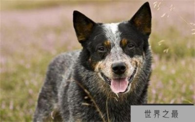 ​世界上寿命最长的狗 寿命29岁5个月(澳洲牧牛犬)