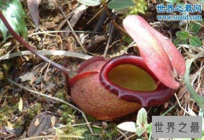 ​世上最大的肉食植物，马来王猪笼草(捕捉老鼠)
