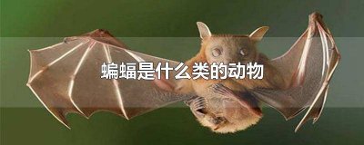 ​蝙蝠属于鸟类还是动物类 蝙蝠是属于鸟类还是兽类?