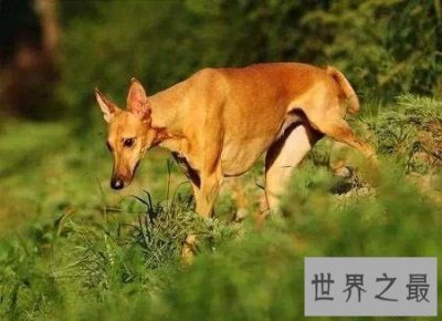 ​法老王猎犬什么来历？这么霸气高级的名字！