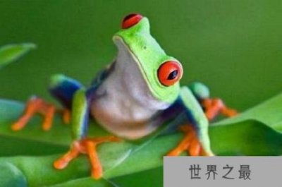 ​恐龙时代存活下来的两栖动物，正走向灭绝的道路