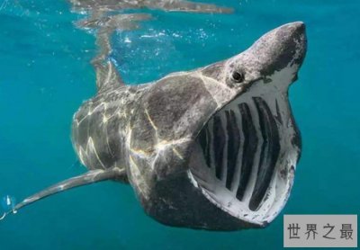 ​世界上脾气最温顺的鲨鱼，只吃浮游生物