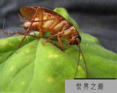 ​蟑螂会咬人吗，会咬人的皮肤和毛发(通常遇人会害怕躲开)