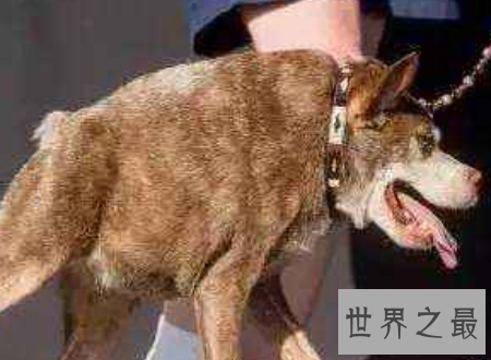 世界上最丑的狗，没有脖子的长腿小怪兽