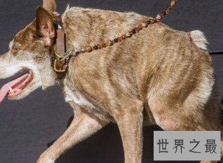 世界上最丑的狗，没有脖子的长腿小怪兽