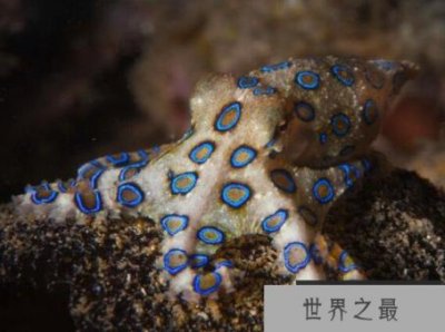 ​世界上最毒的章鱼，蓝环章鱼(毒素至今无药可医)