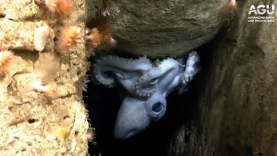 ​生物学家试图了解深海章鱼如何选择栖息地和捕食猎物
