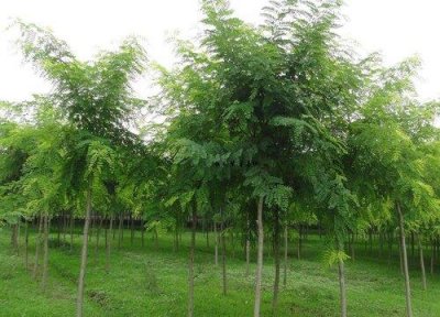 ​十大凶树十大吉树 家里栽种树时候一定要注意