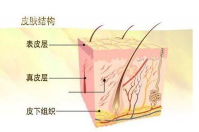 ​什么是角质层呢 角质层有什么作用呢