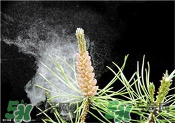 松花粉是发物吗?松花粉是苦的吗?