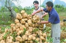 生吃土瓜有什么好处？土瓜生吃的功效与作用