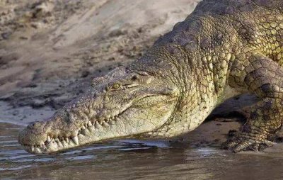 ​世界上现存体型最大的鳄鱼：身长6.4米，重达1075公斤