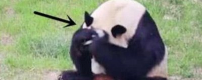 ​熊猫团子拿小鸟挠头皮，不料却把小鸟捂死了，接下来他的举动亮了