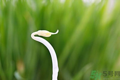 ​绿豆芽有什么功效？绿豆芽的功效是什么？