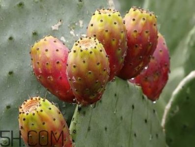 ​仙人掌果是寒性的吗 仙人掌属于温性还是寒性