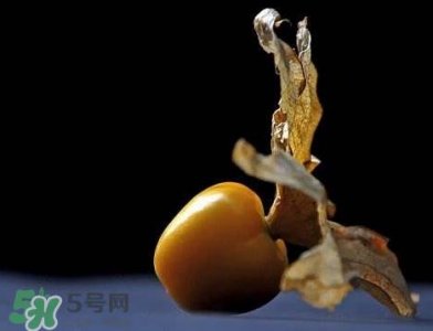 ​姑娘果可以泡水喝吗？姑娘果怎么泡水喝？