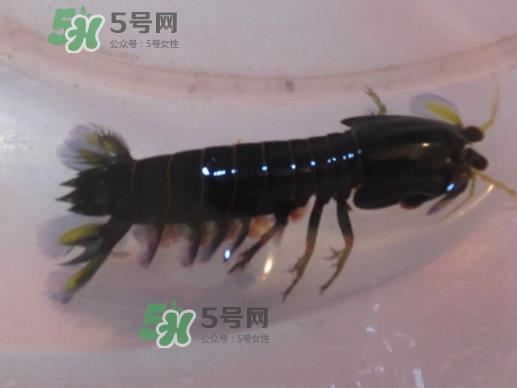 七彩神虾是什么虾？七彩神虾怎么回事？