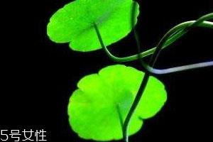 金钱草一天喝多少合适 每天使用三十克即可