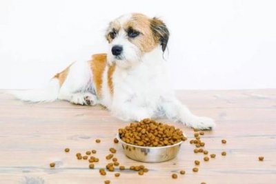 ​食铁兽本尊到底是哪位？大熊猫为什么叫食铁兽