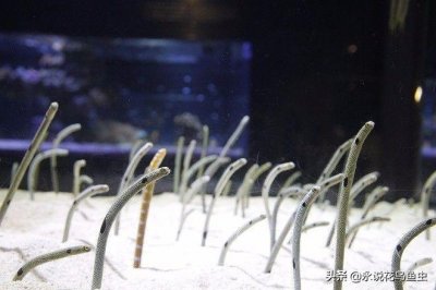 ​海水鱼花园鳗介绍