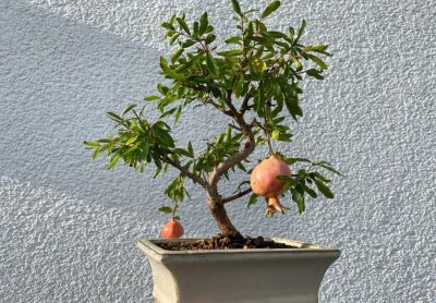 ​不用买盆栽，“3种”水果种子，扔花盆里面，20天长成漂亮小盆景