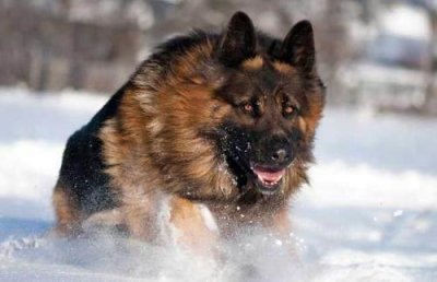​世界名犬-西德牧羊犬