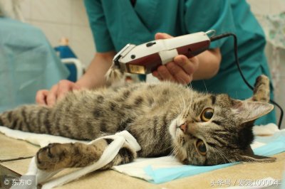 ​做了绝育手术的公猫还会发情吗？为什么还要做羞羞的动作？