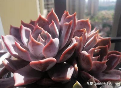 ​多肉露西娜和丽娜莲都适合新手养，但3个理由建议你入手露西娜