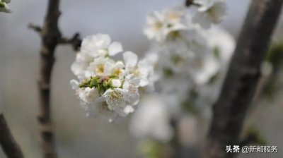 ​车厘子花你见过吗？新都这里将迎来成都平原第一波车厘子！