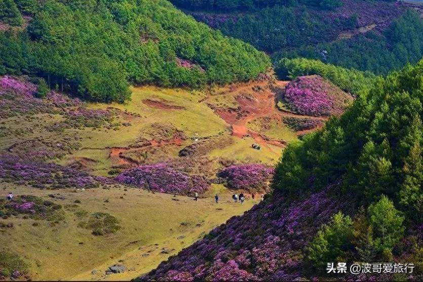 杜鹃花开之际，就是马鹿塘化身花海的时候，来到这里就如误入仙境