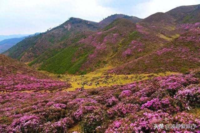 杜鹃花开之际，就是马鹿塘化身花海的时候，来到这里就如误入仙境