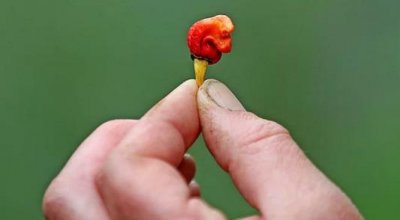 ​世界最辣的辣椒排行前7 NO.1给你一个亿都不敢吃