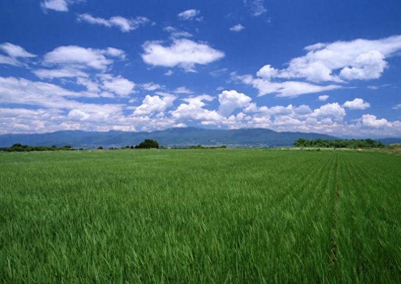 春天的田野图集