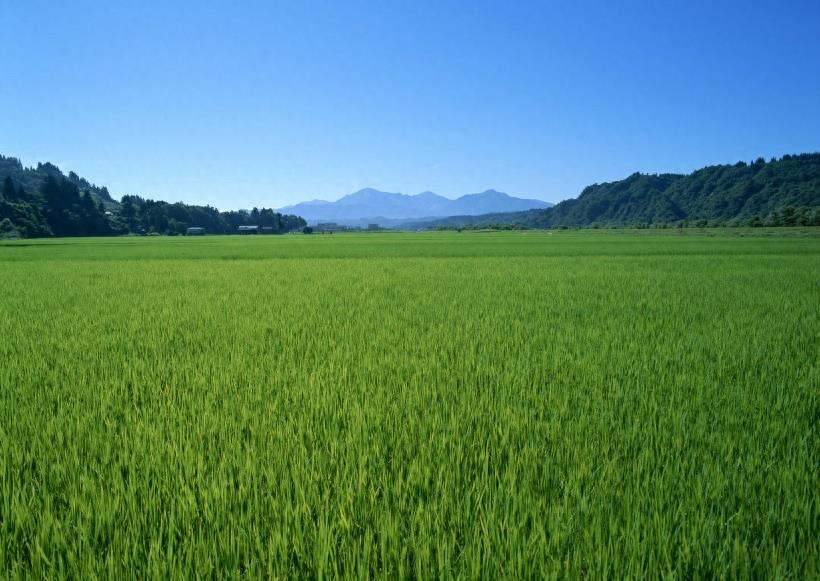 春天的田野图集
