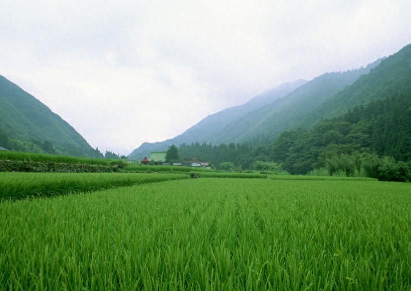 春天的田野图集