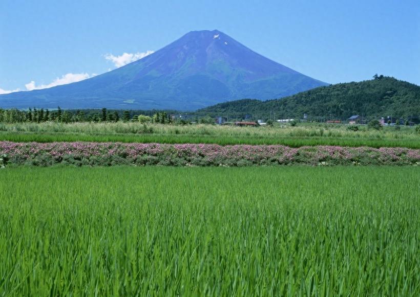 春天的田野图集