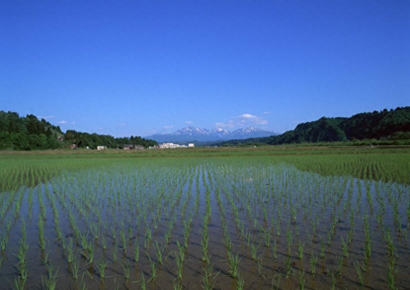 春天的田野图集