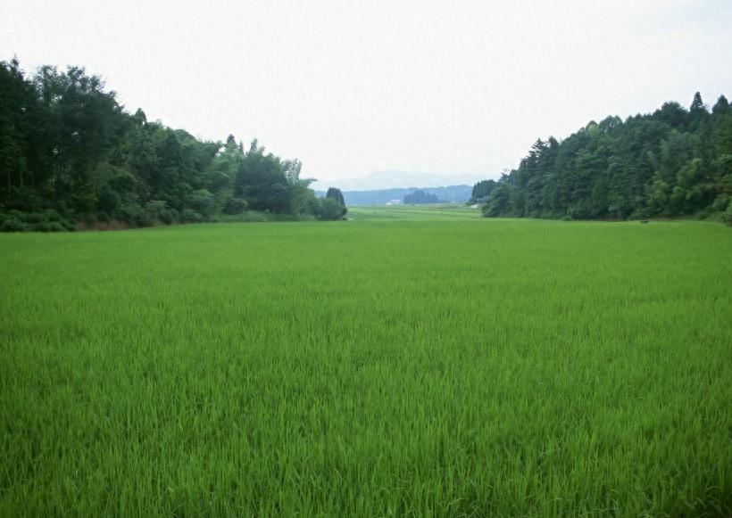 春天的田野图集