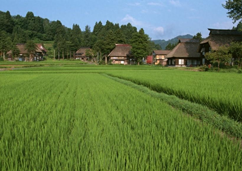 春天的田野图集