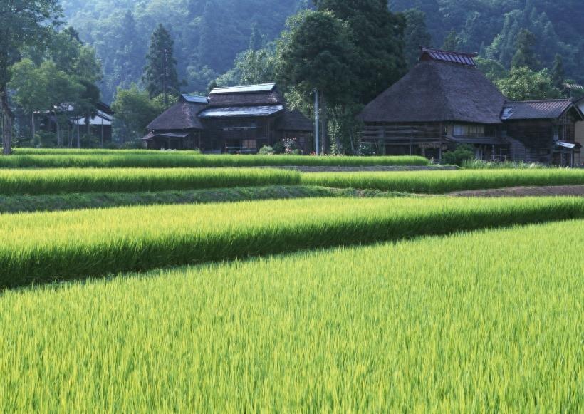 春天的田野图集