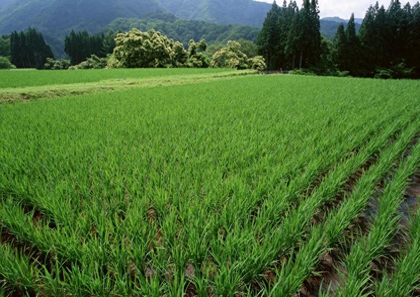 春天的田野图集