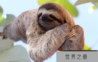 ​世界上最慢的动物：树懒，30天挪2公里（身上长苔藓）