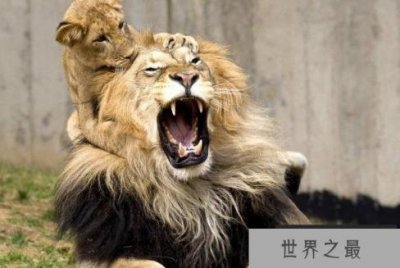 ​世界上10大最凶猛危险的动物，狮子大象双双入榜